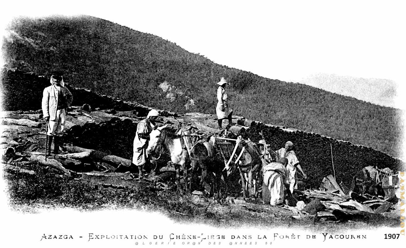 Azazga - Exploitation du Chene-Liege Foret de Yakouren - 1907.jpg